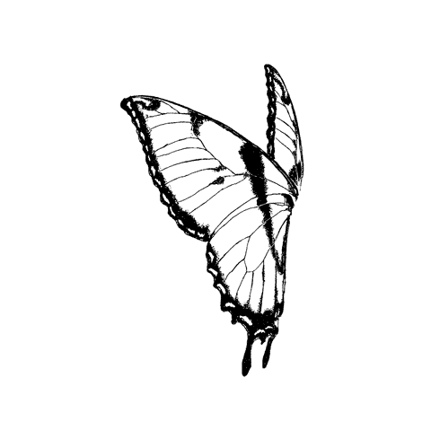 Butterfly Wings Lt Sm 1387G