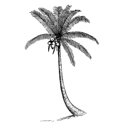 Coconut Palm 1760J
