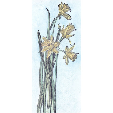 Daffodil Plant 1165O