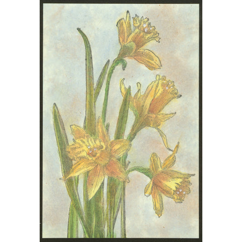 Daffodil Flowers 1164N
