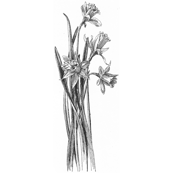 Daffodil Plant 1165O