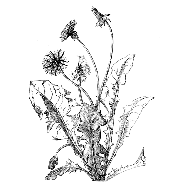 Dandelion Plant 1293I