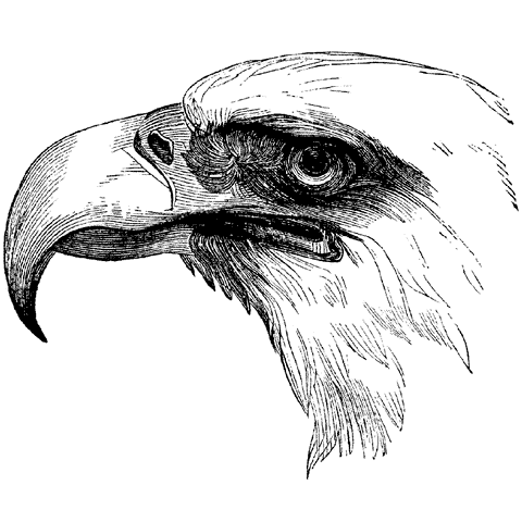 Eagle Profile 827K