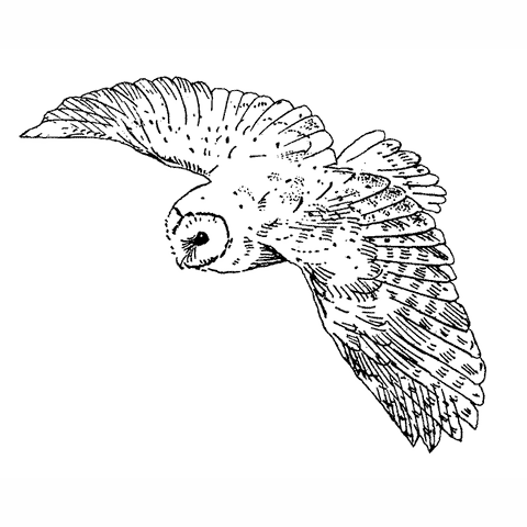 Flying Barn Owl 1633G