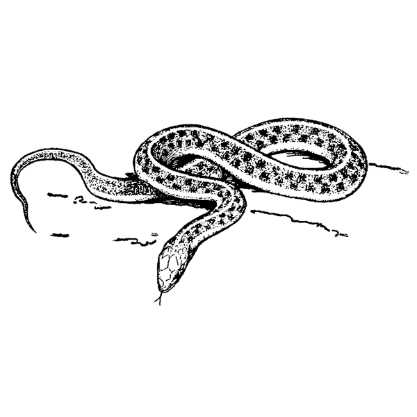 Garter Snake 1650I