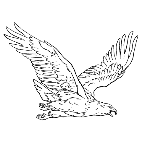 Golden Eagle 1668G
