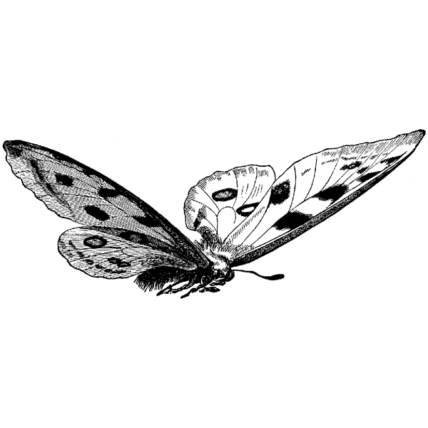 Large Butterflying 1022J