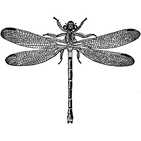 Large Dragonfly 763H