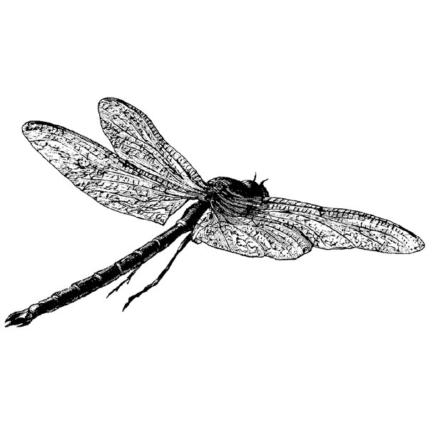 Large Flying Dragonfly 938J