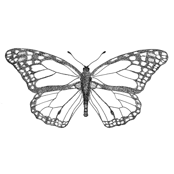 Large Monarch Butterfly 1707J