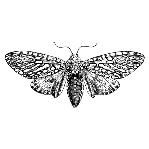 Leopard Moth 1708G