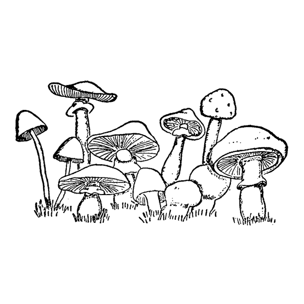 Mushrooms & Toadstools 1679E