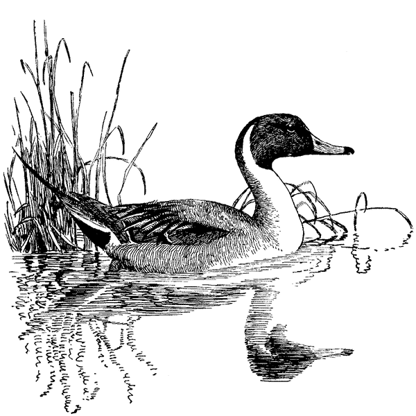 Pintail duck in the water