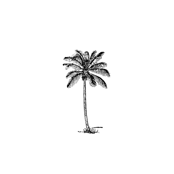skinny palm plant Skinny Palm 281A