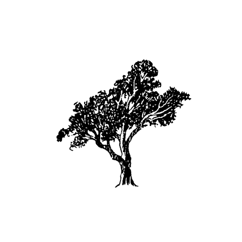 Small Tree 548C
