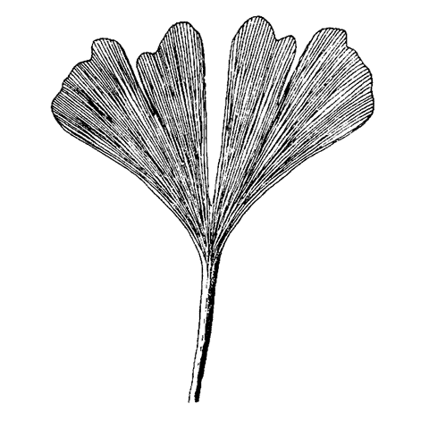 Split Ginkgo Leaf 1536I