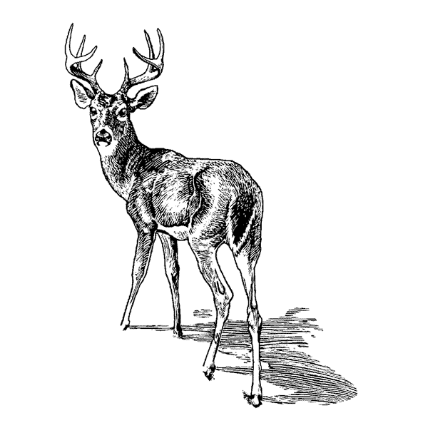 Stag in Snow 1662G