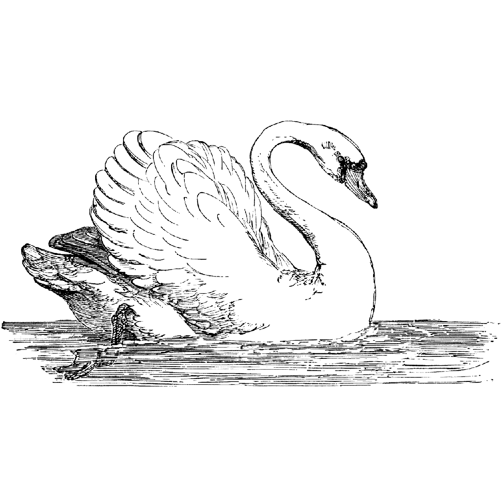 Swimming Swan 1108J