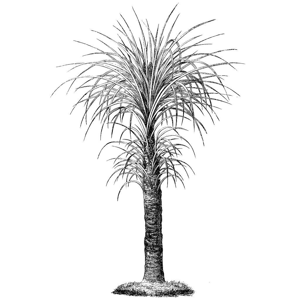 Vellozia Tree 1092N