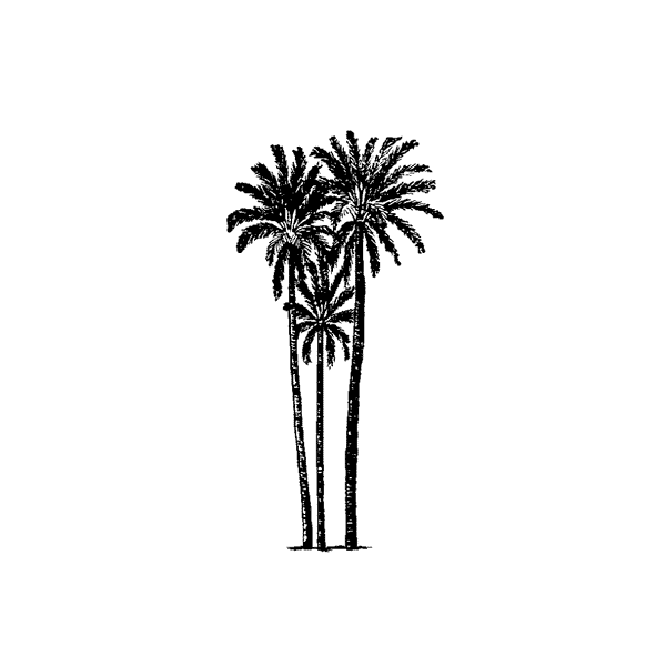 Three close palm trees