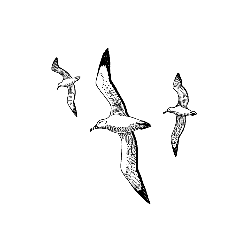 Three Gulls 767F