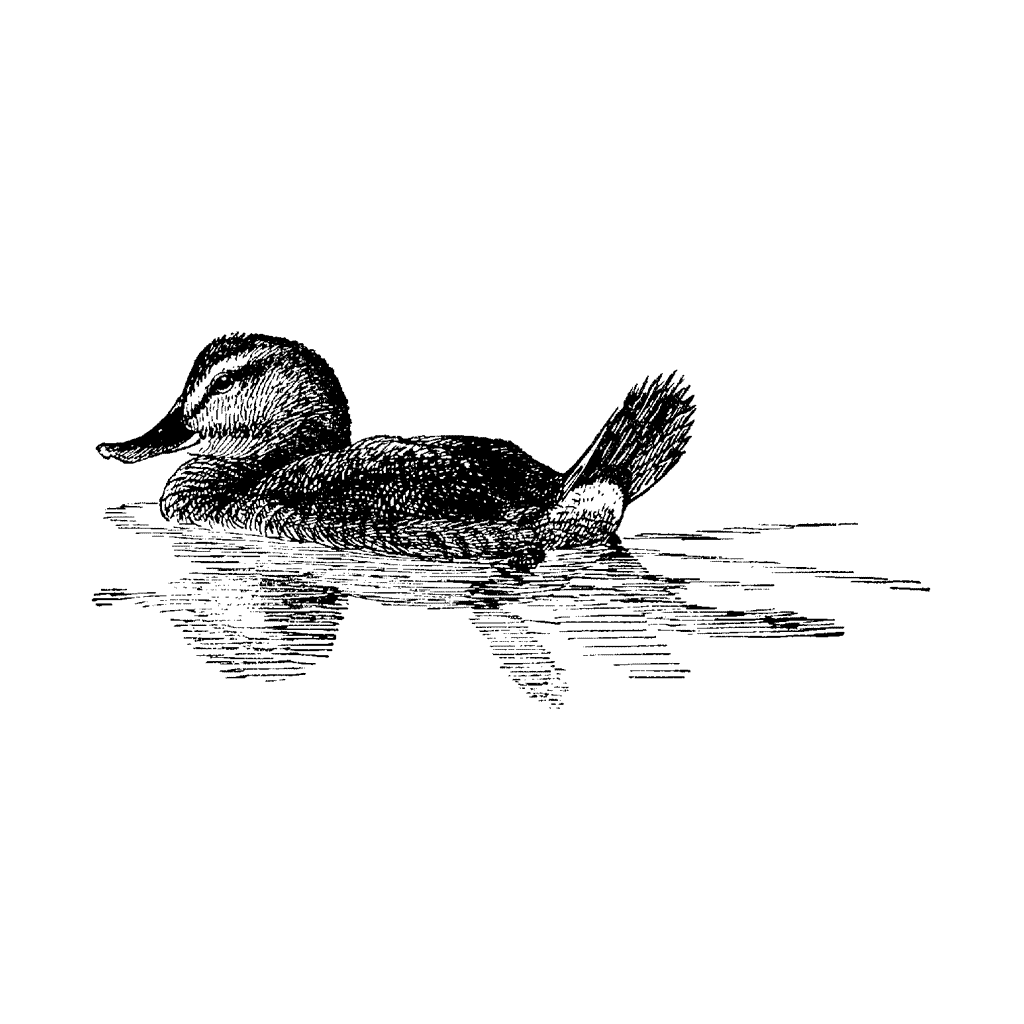 Baby duck in the water