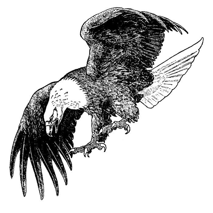 Bald Eagle Hunting 1632K