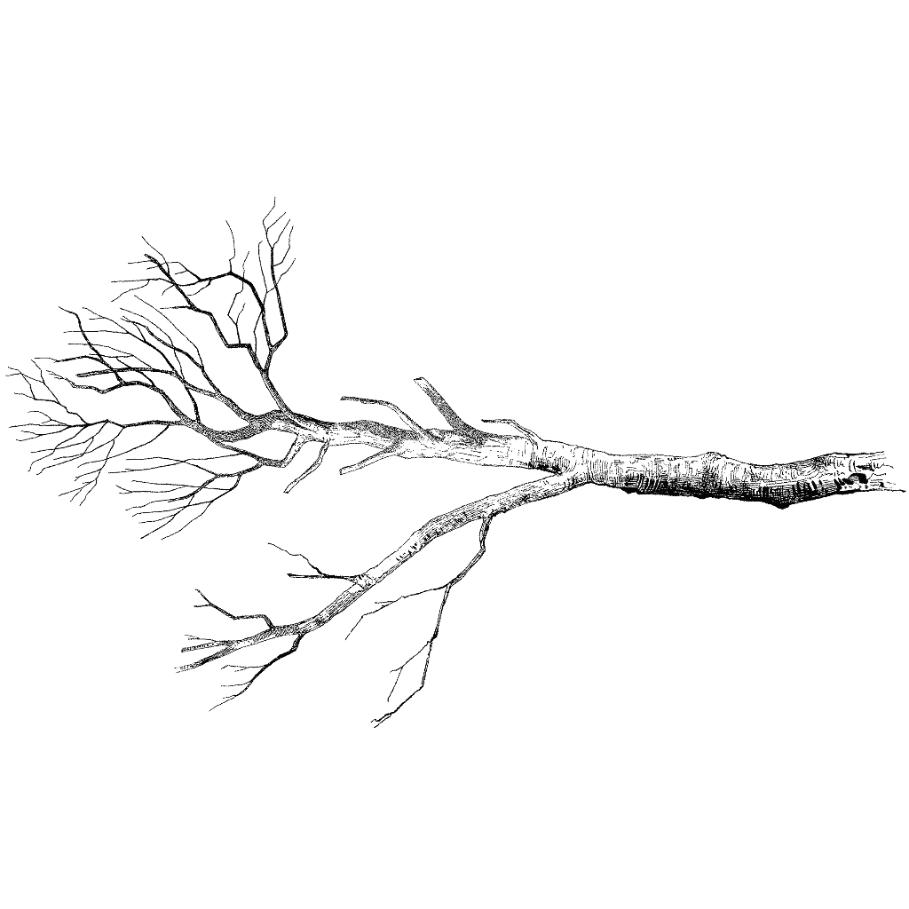 Bare Branch 630N