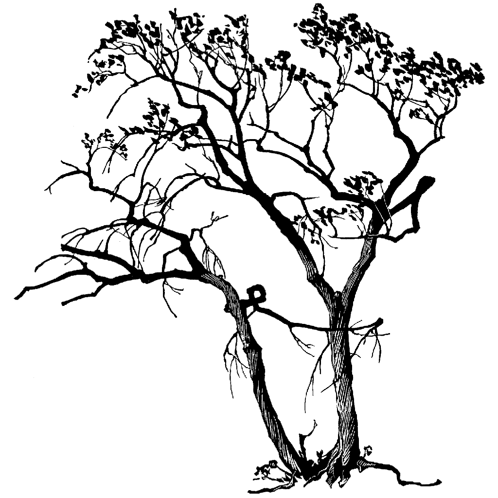 bare tree rubber stamp Bare Tree 968M