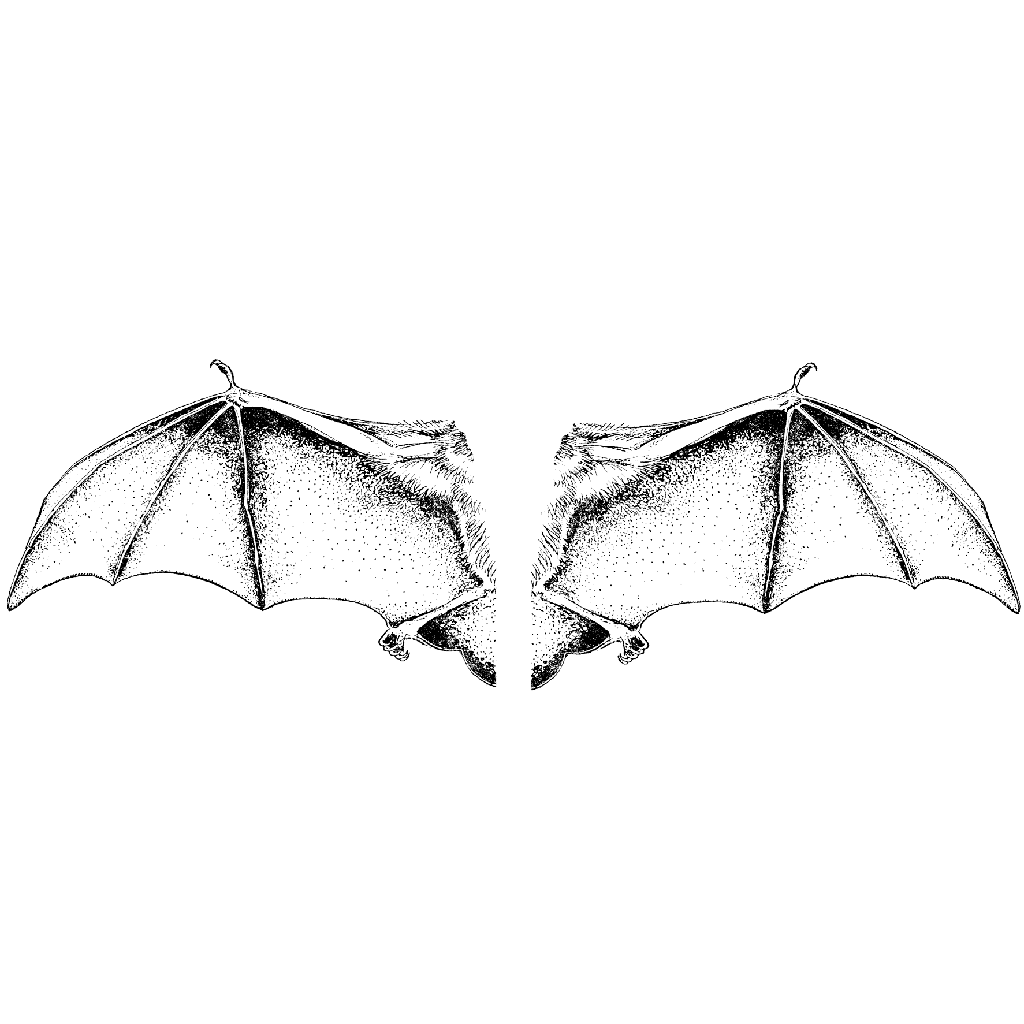 Bat Wings 1258K