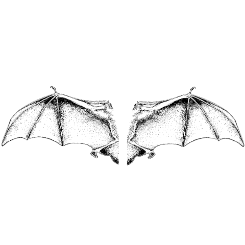 Bat Wings 1258K