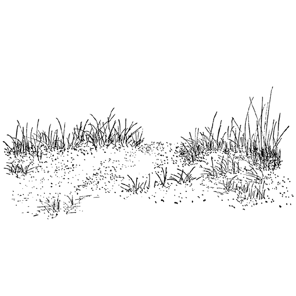 Beach Grass 1347I