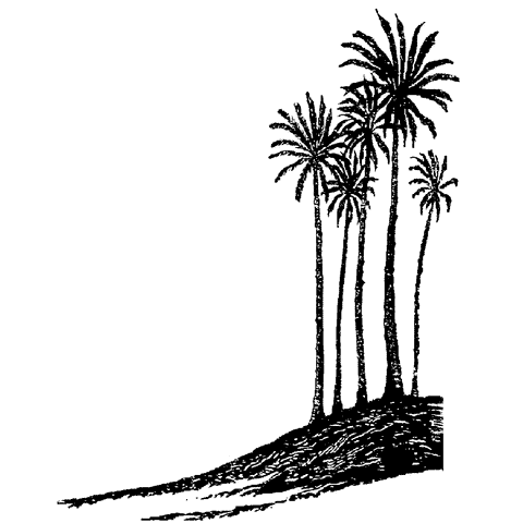 Beach Palms 43I