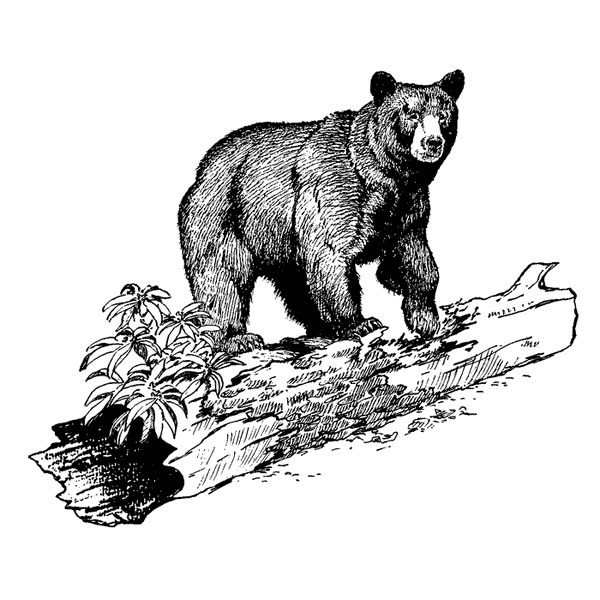 Bear with Hollow Log 1773J