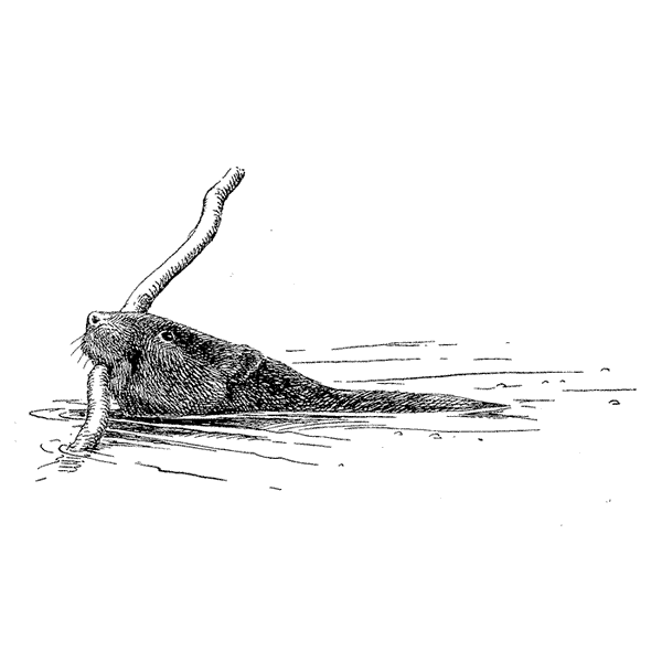 Beaver Swimming 1769I