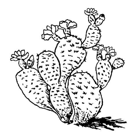Beavertail Cactus 1704D