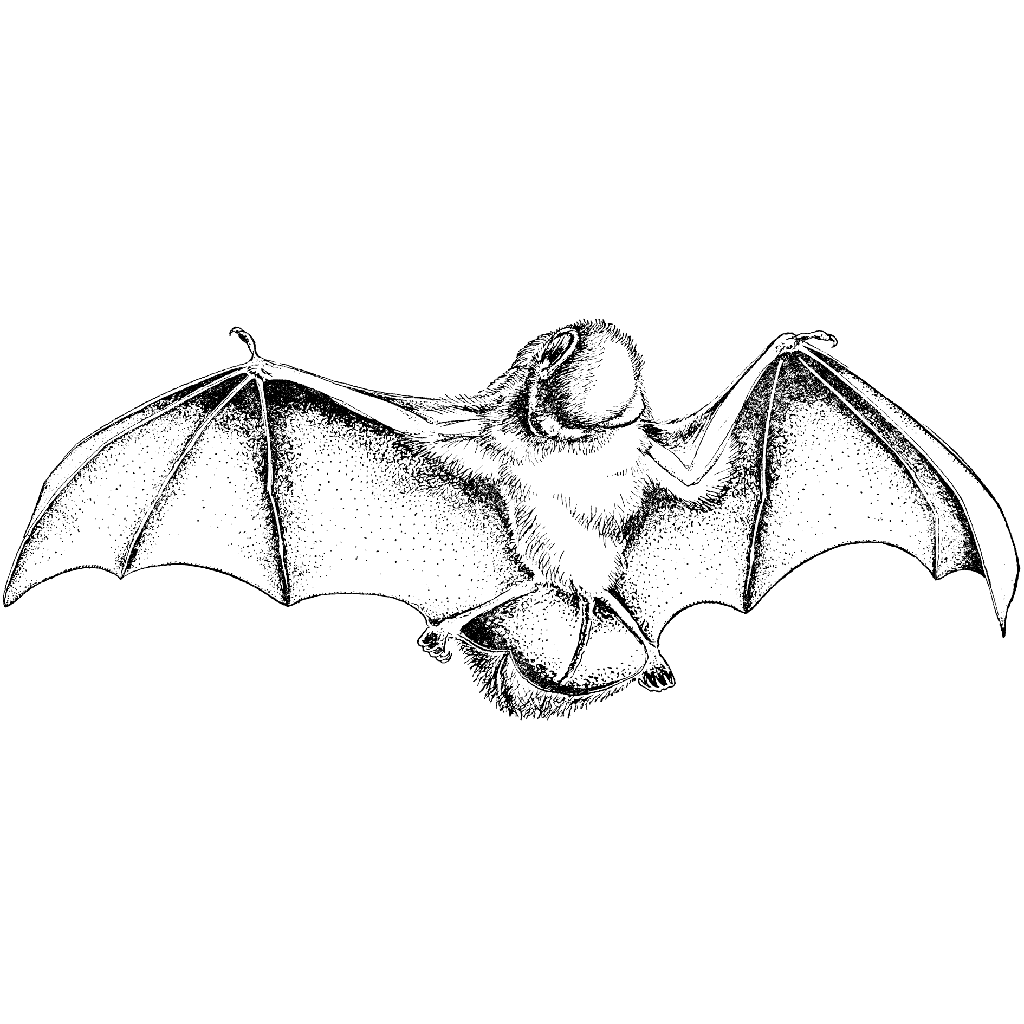 Big Bat 1257L