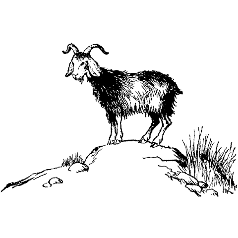 Billy Goat 202H