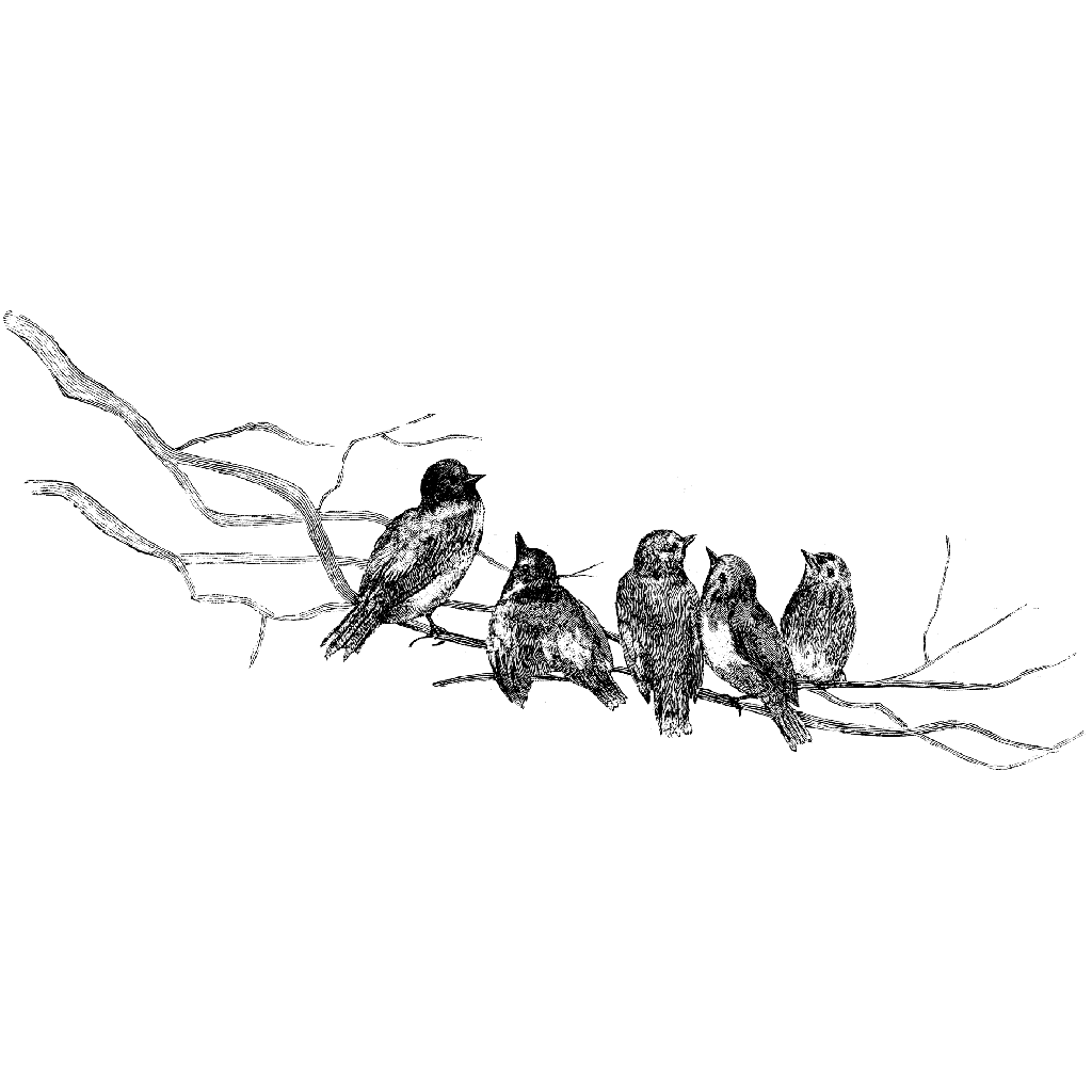 Bird Branch 1203K