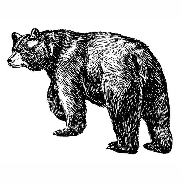 Black Bear 1749G