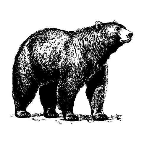 Black Bear 1774G