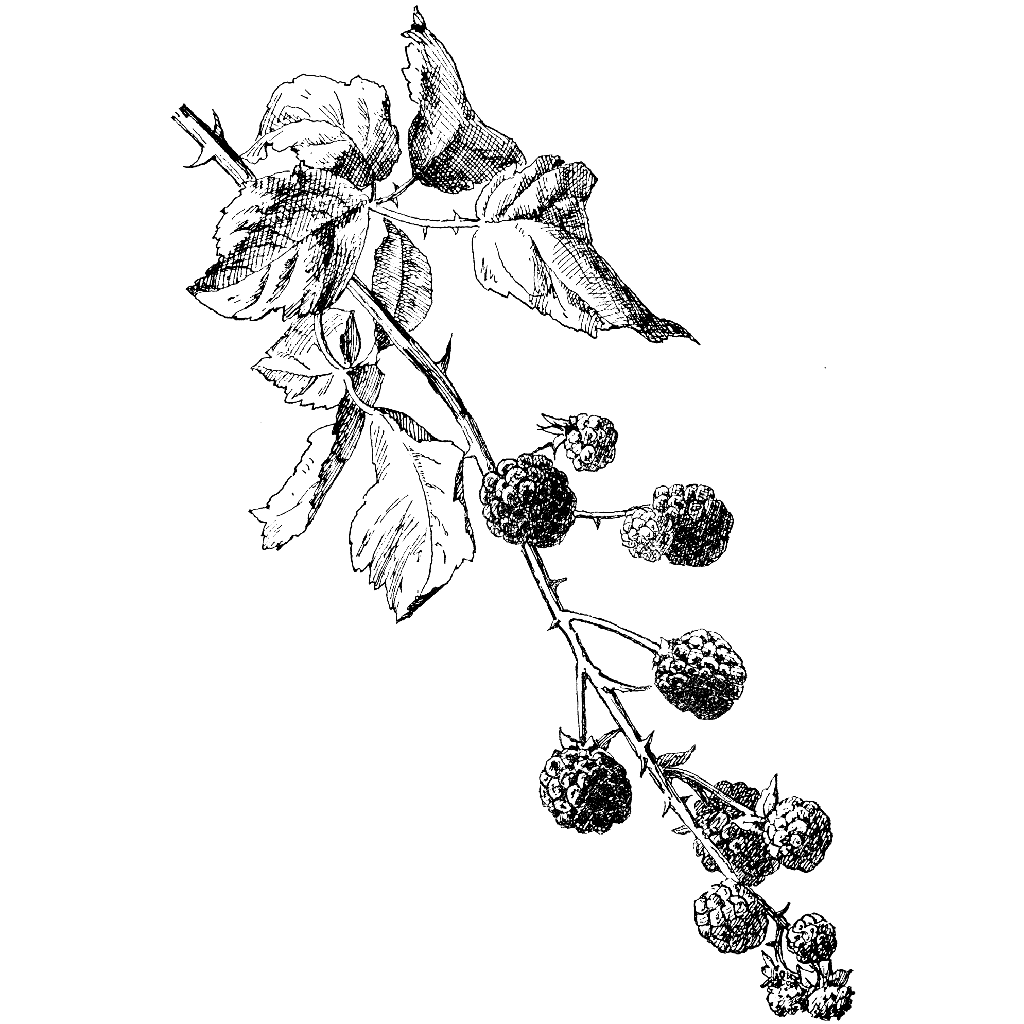 Blackberry Vine 1219M