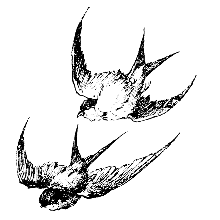 Barn Swallows 1324J