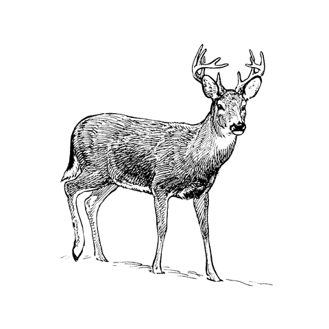 Buck in Snow 1212G