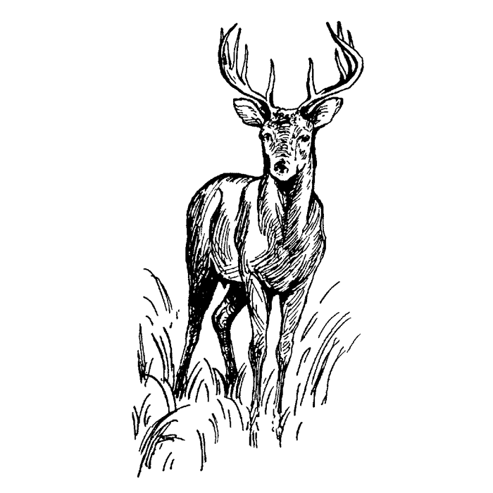 Buck in Tall Grass 1663E