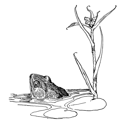 Bullfrog in Pond 1652I