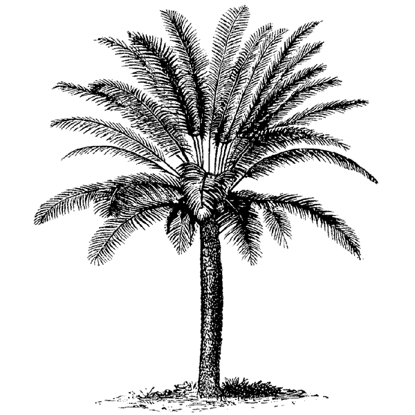 Bushy Palm 417H