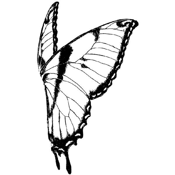 Butterfly Wings Rt Lg 1384J