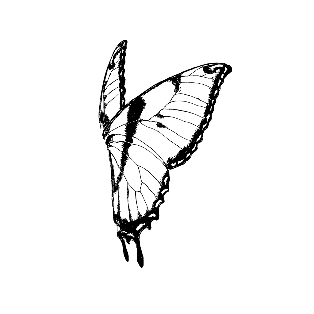Butterfly Wings Rt Sm 1386G