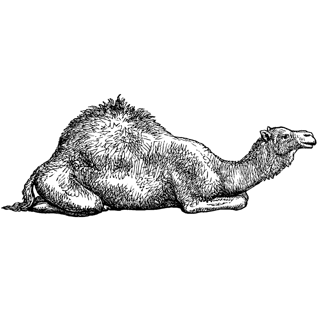 Camel at Rest 1003F